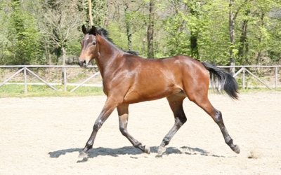 Acquista il tuo cavallo da Fonte Abeti: sarà una esperienza straordinaria e gratificante!